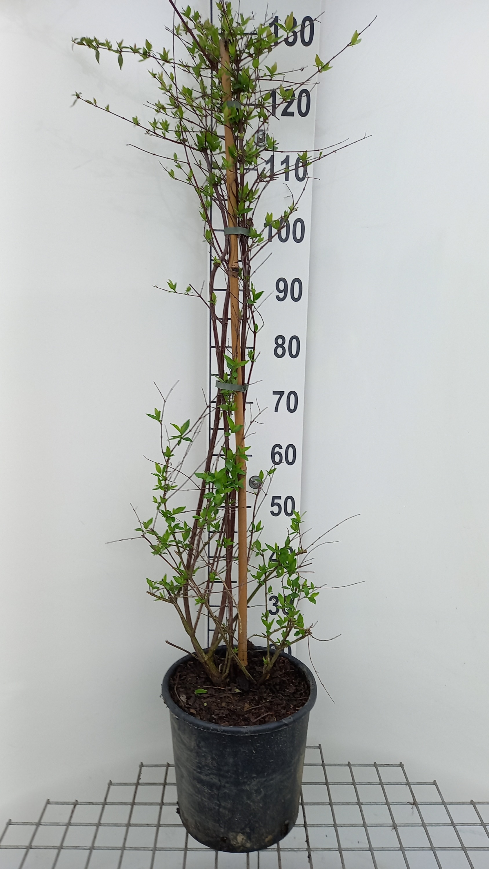 Abelia grandiflora