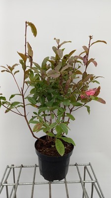 Azalea mollis roze/rose