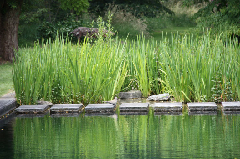 Natural purification of your pond with the right plants
