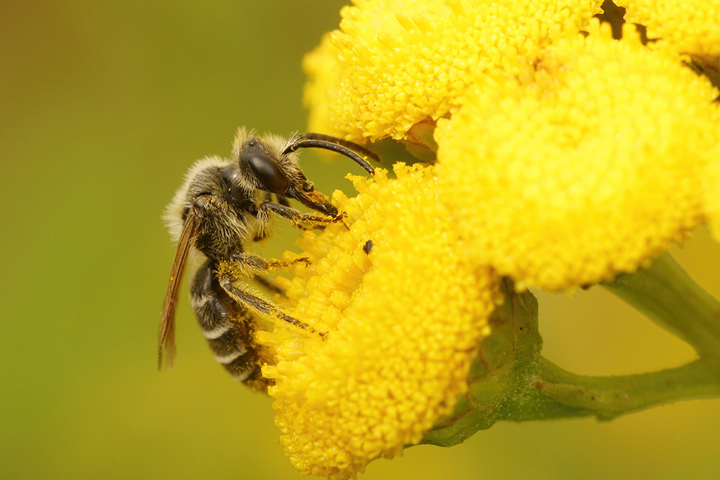 Comment créer un jardin favorable aux abeilles.