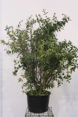 Abeliophyllum distichum