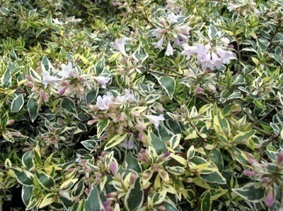 Abelia grandiflora 'Hopleys'®