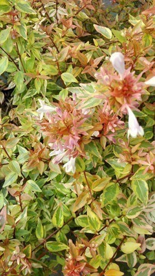 Abelia grandiflora 'Kaleidoscope' ®