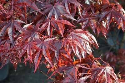 Acer palmatum 'Fireglow'