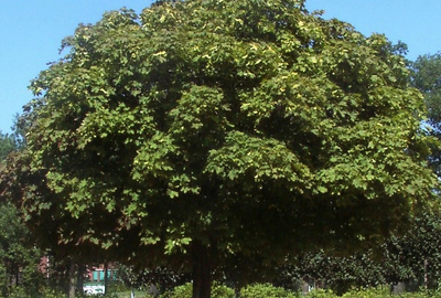 Acer  platanoides 'Globosum'