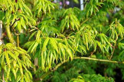 Acer palmatum 'Seiun-kaku'