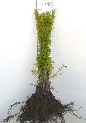 Acer tataricum 
