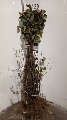 Amelanchier ovalis (= rotundifolia)