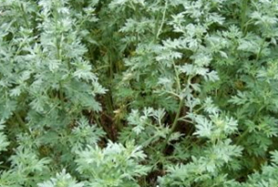 Baffle ruimte winnaar Artemisia absinthium | Willaert Boomkwekerij