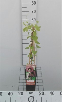 Aristolochia macrophylla (= durior)