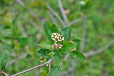 Aronia prunifolia 'Viking'