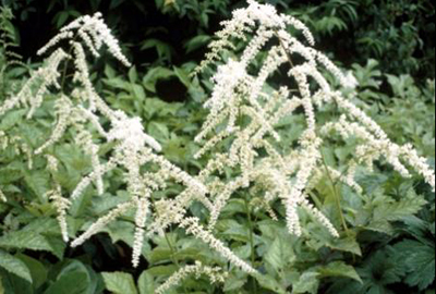 Plant Profile for Astilbe thunbergii 'Prof. van der Wielen' - Tall Japanese  Astilbe Perennial