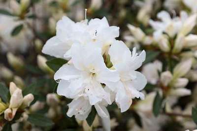 Azalea japonica 'Wit'