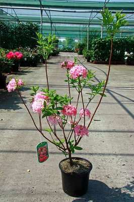 Azalea knaphill roze - rose