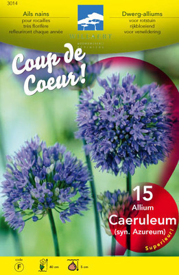 Allium caeruleum (= azureum)