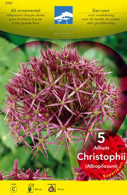 Allium christophii (= albopilosum)