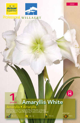Amaryllis hybr. wit-blanc