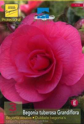 Begonia dubbel roze/rose
