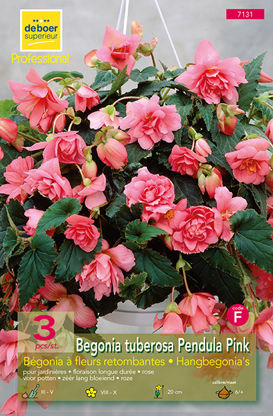 Begonia pendula roze/rose