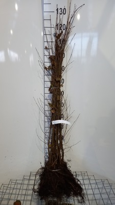 Betula pendula (=alba/verrucosa)