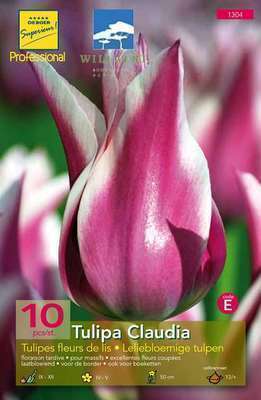 Tulipa lelie 