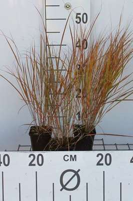 Calamagrostis arundinacea (=anemanthele/stipa ar)