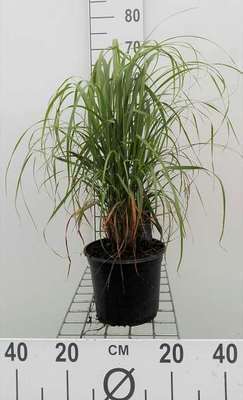 Calamagrostis brachytricha (= stipa brachytricha)