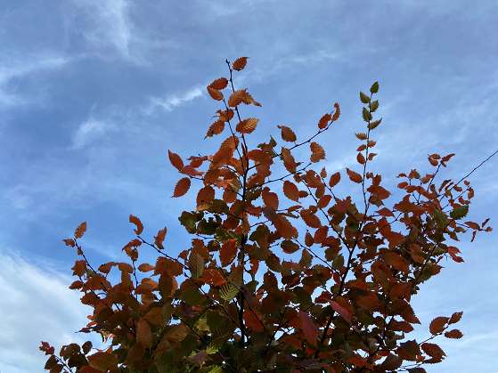 Carpinus betulus 'Rockhampton Red'