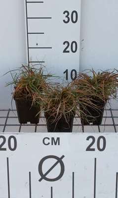 Carex caryophyllea 