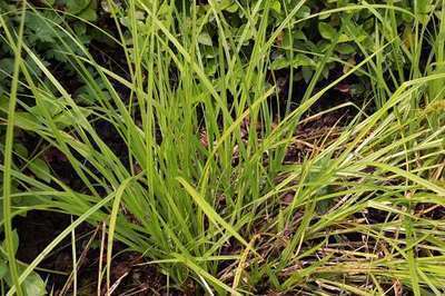 Carex elata (= 'Stricta')