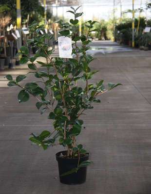 Camellia japonica in soorten-en var