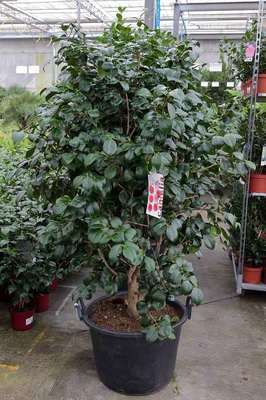 Camellia japonica in soorten-en var