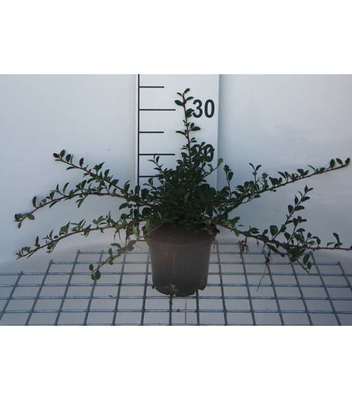 Cotoneaster radicans 
