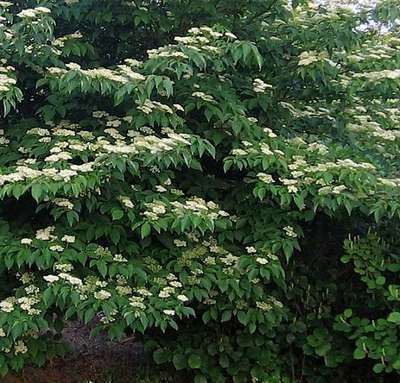 Cornus alternifolia