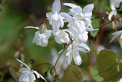 Epimedium youngianum ' Niveum'