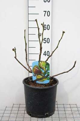 Ficus carica 