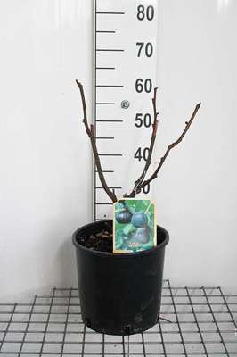 Ficus carica 