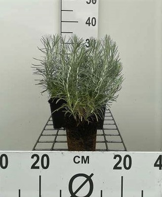 Helichrysum italicum (=angustif./curry)