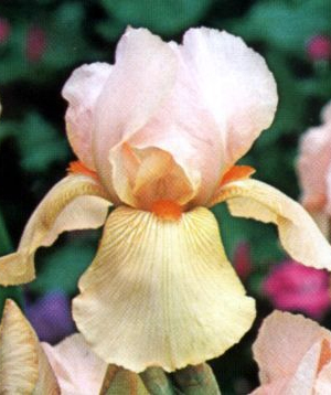 Iris germanica 'Pink Horizon'
