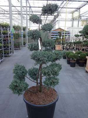 Juniperus chin. 