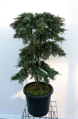 Juniperus comm. 