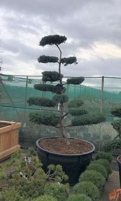 Juniperus virg. 
