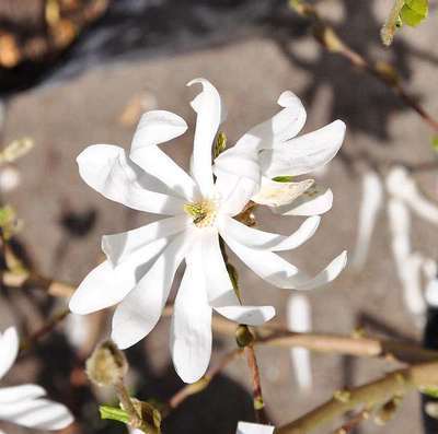 Magnolia  stellata