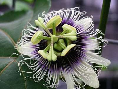 Passiflore 'Edulis' - Grenadille - passiflora