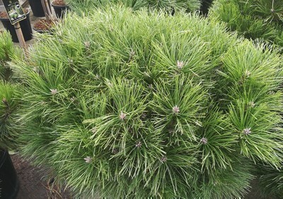 Pinus nigra 'Brepo'(pierrick bregéon)pbr