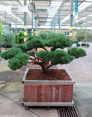 Pinus sylv. 