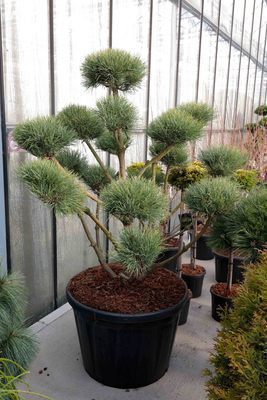 Pinus sylv. 