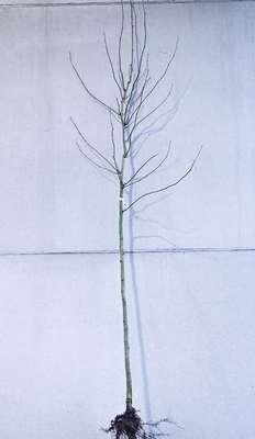 Platanus hispanica (=acerifolia)