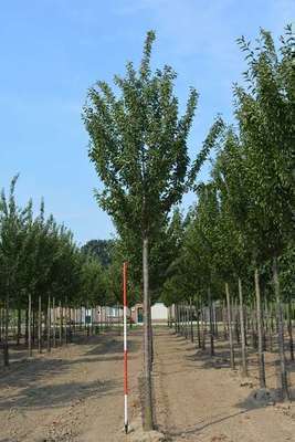 Prunus hybr. 
