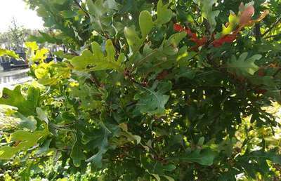 Quercus bimondorum 'Crimson Spire' (crimschmidt)